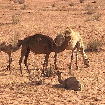 Authentic Bedouin Camp ワディ ・ラム エクステリア 写真