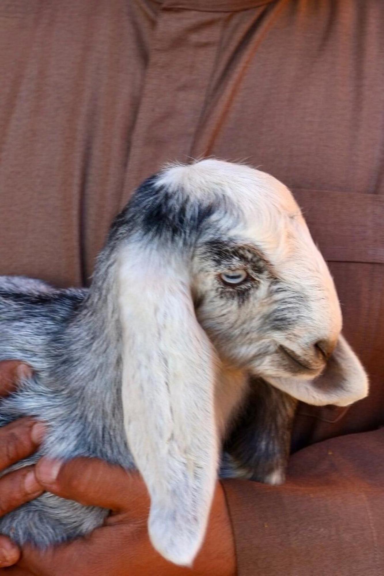 Authentic Bedouin Camp ワディ ・ラム エクステリア 写真