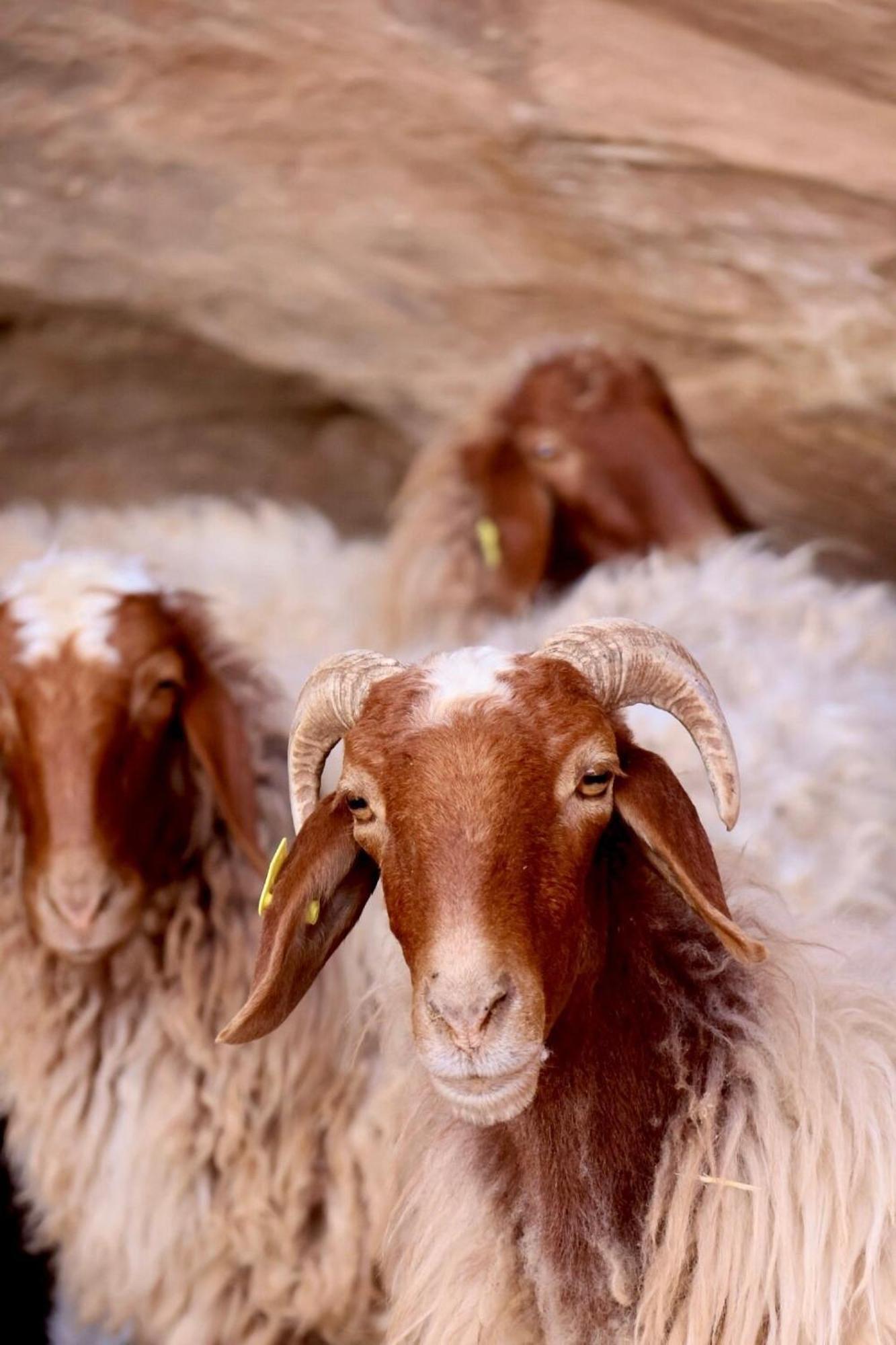 Authentic Bedouin Camp ワディ ・ラム エクステリア 写真