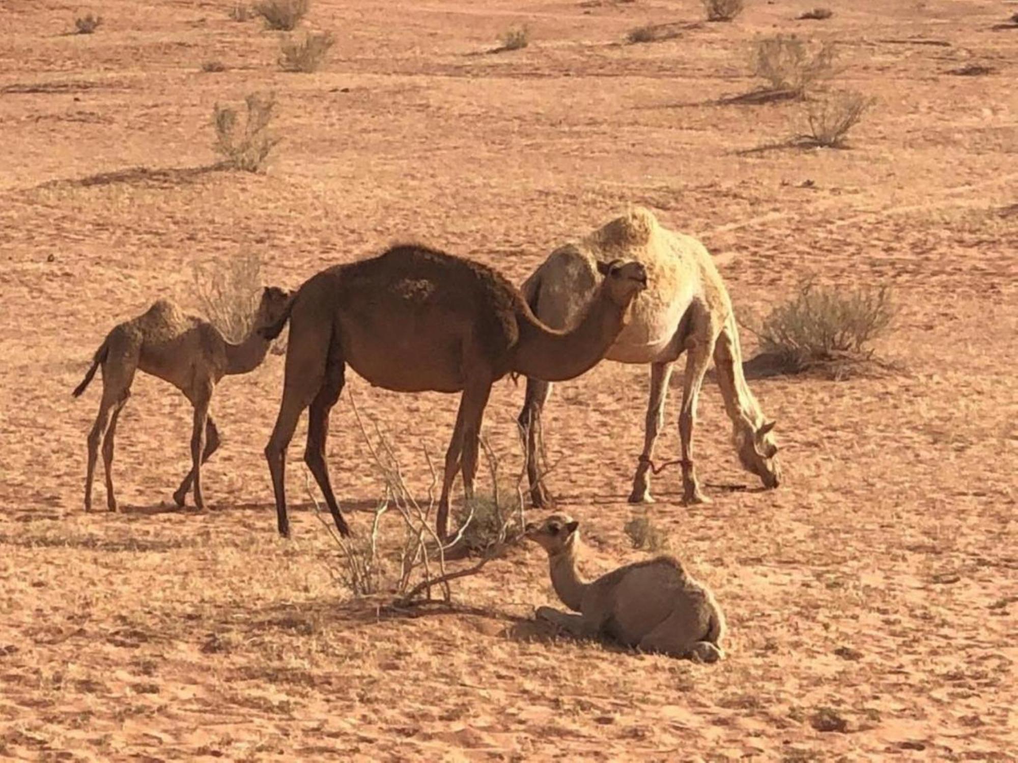 Authentic Bedouin Camp ワディ ・ラム エクステリア 写真